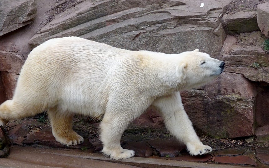 polar_bear_zoo_bear_white_access-alaska-spotlight